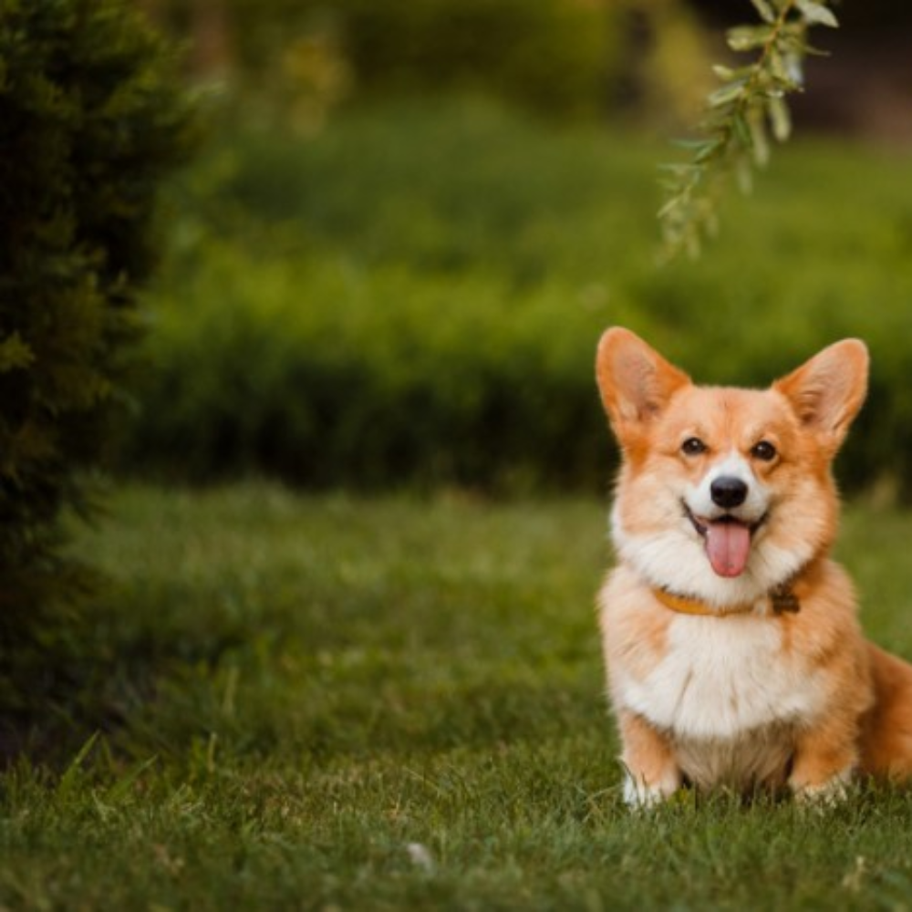 Công Ty TNHH Xuất Nhập Khẩu Phạm Gia Food